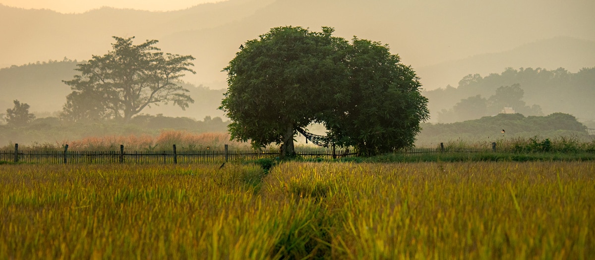Yoga Chiang Mai Retreat Yoga in Nature and Rice Fields